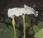 Lagenaria siceraria Bianca; fleurs-M