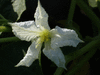 Lagenaria siceraria Lagenaria 12 A; fleurs-F