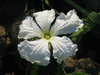 Lagenaria siceraria Tol Fravago; fleurs-M