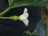 Lagenaria siceraria Tol Fravago; fleurs-F