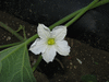 Lagenaria siceraria Tol Fravago; fleurs-F