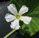 Lagenaria siceraria Warty Fravago; fleurs-M