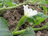Lagenaria siceraria Warty Fravago; fleurs-F