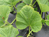 Lagenaria siceraria Warty Fravago; feuilles