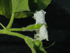 Lagenaria siceraria Jaioeli Japan fr; fleurs-F