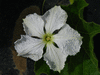 Lagenaria siceraria Jaioeli Japan fr; fleurs-M