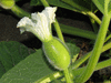 Lagenaria siceraria Warthy Australia fr; fleurs-F