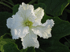 Lagenaria siceraria Warthy Australia fr; fleurs-M