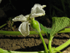 Lagenaria siceraria Wijnketel gevlekt fr; fleurs-F