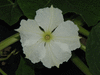 Lagenaria siceraria Colin gourd fr; fleurs-M