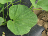 Lagenaria siceraria Tonneau Afrika fr; feuilles