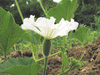 Lagenaria siceraria Tonneau Afrika fr; fleurs-F