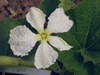 Lagenaria siceraria Plerine pointue; fleurs-M