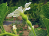 Lagenaria siceraria Plerine pointue; fleurs-F