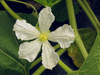 Lagenaria siceraria Plerine pointue; fleurs-F