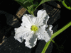 Lagenaria siceraria Martinhouse; fleurs-F