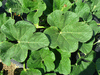Lagenaria siceraria Martinhouse; feuilles