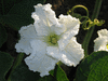 Lagenaria siceraria Martinhouse; fleurs-M