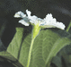 Lagenaria siceraria Martinhouse; fleurs-M