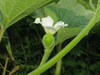 Lagenaria siceraria Mini Congo; fleurs-F
