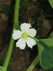 Lagenaria siceraria Mini Congo; fleurs-F