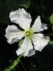 Lagenaria siceraria Mini Congo; fleurs-M