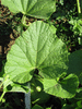 Lagenaria siceraria Mini Congo; feuilles