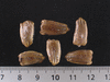 Lagenaria siceraria Mini Congo; graines