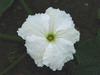 Lagenaria siceraria Dipper Short Handled Mottled; fleurs-M