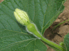 Lagenaria siceraria Dipper; fleurs-F