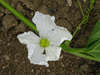 Lagenaria siceraria Long handled dipper; fleurs-F