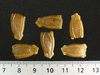 Lagenaria siceraria Long siphon; graines