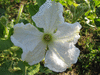 Lagenaria siceraria Long siphon; fleurs-M
