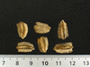 Lagenaria siceraria Peyote ceremonial; graines