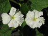 Lagenaria siceraria Peyote ceremonial; fleurs-M