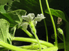 Lagenaria siceraria Peyote ceremonial; fleurs-F