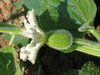 Lagenaria siceraria Cheese; fleurs-F