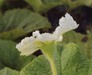 Lagenaria siceraria Cheese; fleurs-M