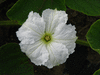 Lagenaria siceraria Bali Sugar Trough; fleurs-M