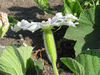 Lagenaria siceraria Bali Sugar Trough; fleurs-F