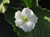 Lagenaria siceraria Kriakolokia; fleurs-M