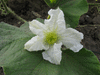 Lagenaria siceraria Kriakolokia; fleurs-F