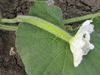 Lagenaria siceraria Kriakolokia; fleurs-F