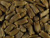 Lagenaria siceraria Kriakolokia; graines