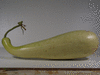 Lagenaria siceraria Mayo Giant Bule; fruits