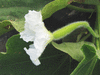 Lagenaria siceraria Mayo Giant Bule; fleurs-F
