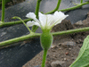 Lagenaria siceraria NKombo fr; fleurs-F