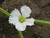 Lagenaria siceraria NKombo fr; fleurs-F