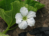 Lagenaria siceraria NKombo fr; fleurs-M