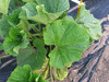Lagenaria siceraria NKombo fr; feuilles